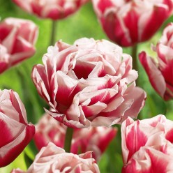 Тюльпан Horizon (x5) ,размер 10/11